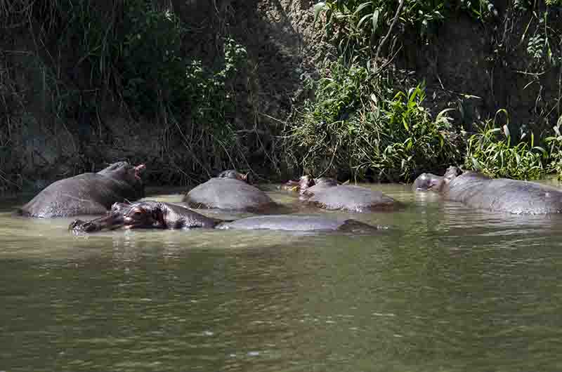100 - Hipopotamos - parque nacional de las cataratas de Murchison - Uganda